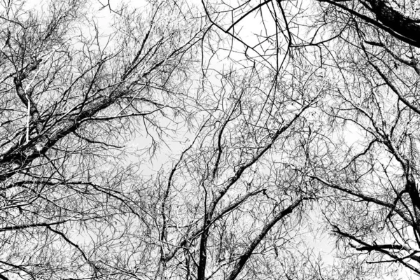 Beyaz arka planda yaprakları olmayan siyah bir ağacın siluetleri, ağaç dallarının negatif fotoğrafları.
