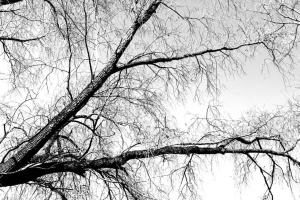 Siluetas Árbol Negro Sin Hojas Sobre Fondo Blanco Fotos Negativas —  Fotos de Stock