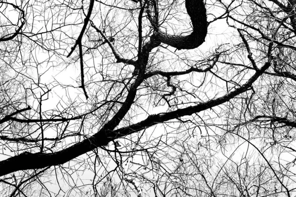 Silhouettes Black Tree Leaves White Background Negative Photos Tree Branches — Stock Photo, Image