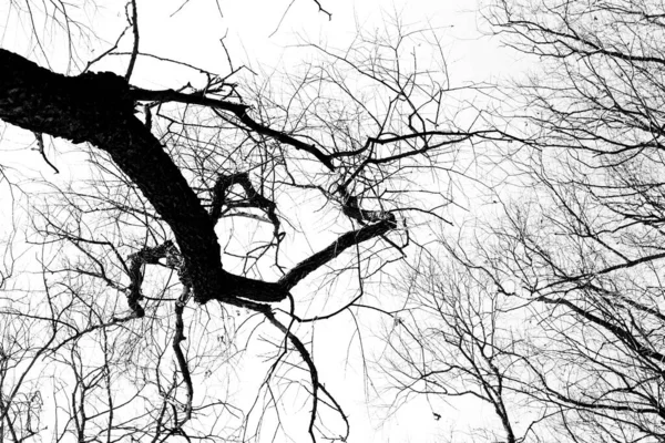 Силуети Чорного Дерева Листя Білому Тлі Негативні Фото Гілок Дерева — стокове фото
