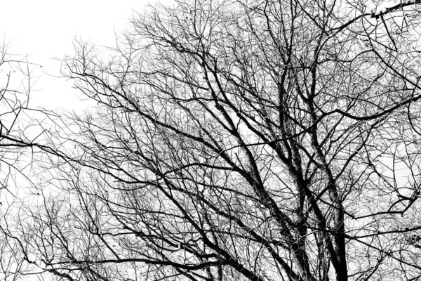 在白色背景上没有叶子的黑树的轮廓 树枝条的负面照片 — 图库照片