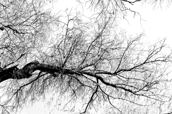 Silhouettes Arbre Noir Sans Feuilles Sur Fond Blanc Photos Négatives — Photo