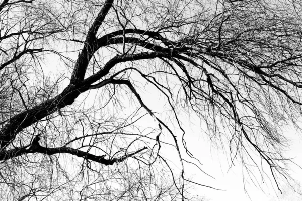 Beyaz arka planda yaprakları olmayan siyah bir ağacın siluetleri, ağaç dallarının negatif fotoğrafları.
