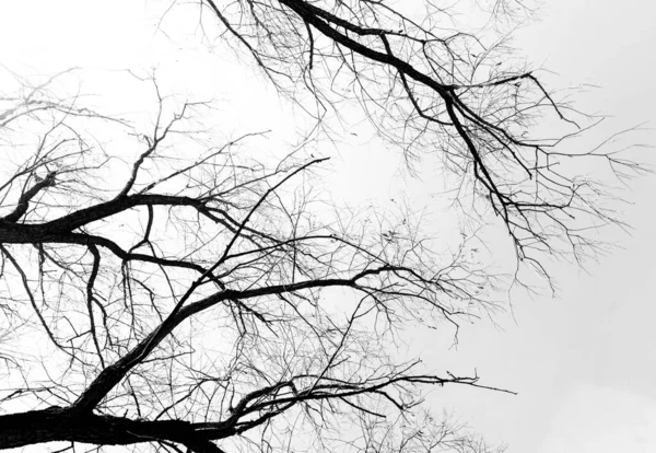 Силуэты Черного Дерева Листьев Белом Фоне Негативные Фотографии Ветвей Деревьев — стоковое фото