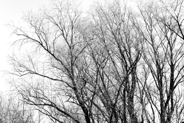 Beyaz arka planda yaprakları olmayan siyah bir ağacın siluetleri, ağaç dallarının negatif fotoğrafları.