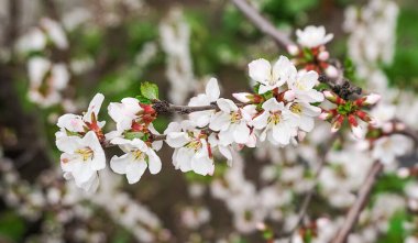 İlkbaharda çiçek açan elma ağaçları, çiçek açan elma ağaçları.