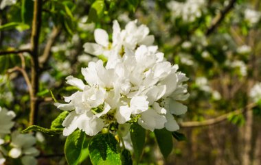 İlkbaharda çiçek açan elma ağaçları, çiçek açan elma ağaçları.