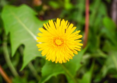 Yeşil tarlada sarı karahindibalar