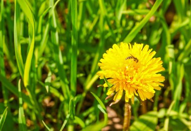 Yeşil tarlada sarı karahindibalar