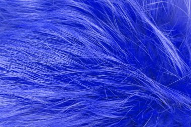 Mavi tüylü yün dokusu, hayvan yünü arka planı, boyanmış kürk dokusu yakın plan.