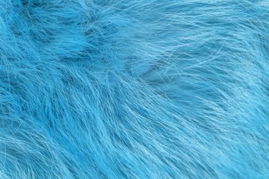 Mavi tüylü yün dokusu, hayvan yünü arka planı, boyanmış kürk dokusu yakın plan.