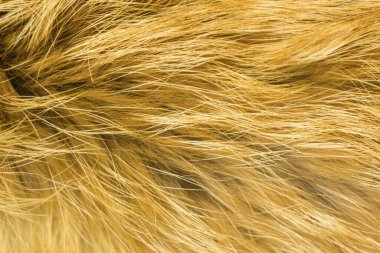 Kırmızı tüylü tilki yünü dokusu, doğal hayvan yünü arka planı, tasarımcılar için sarı kürk dokusu.