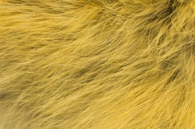 Kırmızı tüylü tilki yünü dokusu, doğal hayvan yünü arka planı, tasarımcılar için sarı kürk dokusu.
