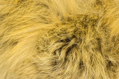 Kırmızı tüylü tilki yünü dokusu, doğal hayvan yünü arka planı, tasarımcılar için sarı kürk dokusu.