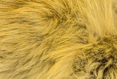 Kırmızı tüylü tilki yünü dokusu, doğal hayvan yünü arka planı, tasarımcılar için sarı kürk dokusu.