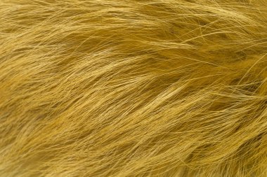 Kırmızı tüylü tilki yünü dokusu, doğal hayvan yünü arka planı, tasarımcılar için sarı kürk dokusu.