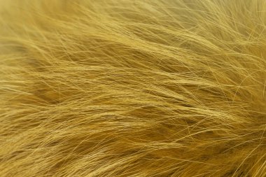 Kırmızı tüylü tilki yünü dokusu, doğal hayvan yünü arka planı, tasarımcılar için sarı kürk dokusu.