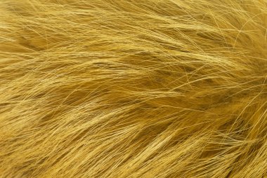 Kırmızı tüylü tilki yünü dokusu, doğal hayvan yünü arka planı, tasarımcılar için sarı kürk dokusu.