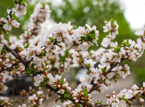 Blühende Äste Von Apfelbäumen Frühling Blühender Apfelbaum — Stockfoto