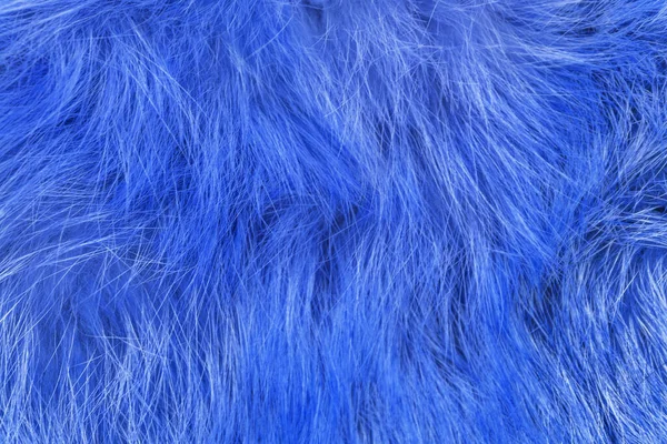 Mavi tüylü yün dokusu, hayvan yünü arka planı, boyanmış kürk dokusu yakın plan.