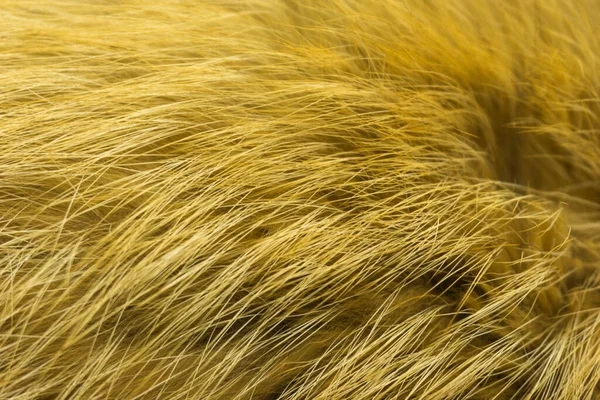 Rode Pluizige Voswol Textuur Natuurlijke Dierlijke Wol Achtergrond Gele Bont — Stockfoto