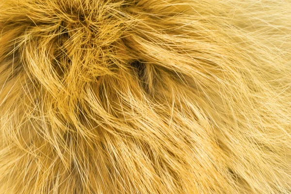 Red Fluffy Fox Wool Texture Natural Animal Wool Background Yellow — Stock Photo, Image