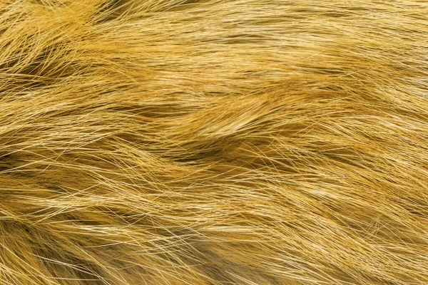 赤ふわふわのキツネのウールのテクスチャ 天然の動物のウールの背景 デザイナーのための黄色の毛皮のテクスチャのクローズアップ — ストック写真