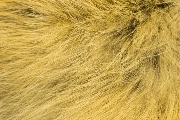 Textura Raposa Fofa Vermelha Fundo Animal Natural Textura Pele Amarela — Fotografia de Stock