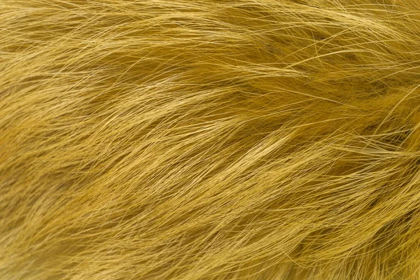 Kırmızı tüylü tilki yünü dokusu, doğal hayvan yünü arka planı, tasarımcılar için sarı kürk dokusu.