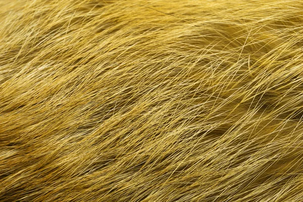 Vörös Bolyhos Róka Gyapjú Textúra Természetes Állati Gyapjú Háttér Sárga — Stock Fotó