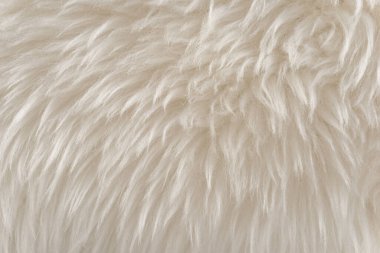 Hayvan beyaz yün dokusu, bej tüylü kürk arka plan, açık doğal saç, yakın plan.