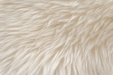 Hayvan beyaz yün dokusu, bej tüylü kürk arka plan, açık doğal saç, yakın plan.