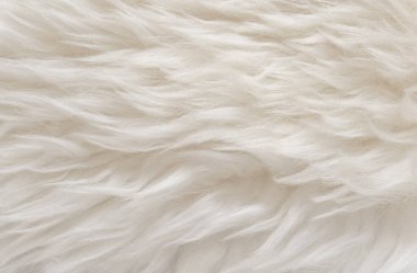 Hayvan beyaz yün dokusu, bej tüylü kürk arka plan, açık doğal saç, yakın plan.