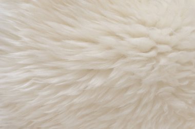 Hayvan beyaz yün dokusu, bej tüylü kürk arka plan, açık doğal saç, yakın plan.