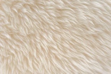 Hayvan beyaz yün dokusu, bej tüylü kürk arka plan, açık doğal saç, yakın plan.