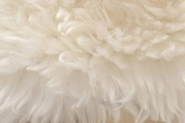 Textura Branca Animal Fundo Pele Macia Bege Cabelo Natural Claro — Fotografia de Stock