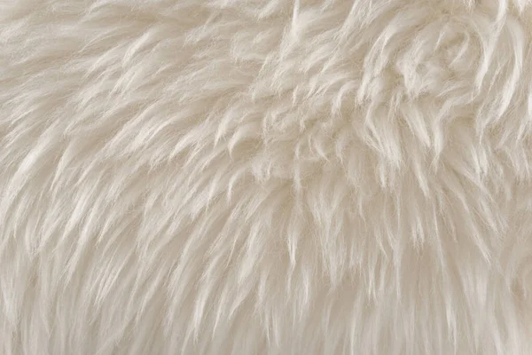 Hayvan beyaz yün dokusu, bej tüylü kürk arka plan, açık doğal saç, yakın plan.