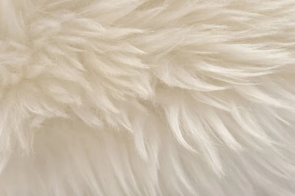 Textura Lana Blanca Animal Fondo Piel Esponjosa Beige Pelo Natural — Foto de Stock