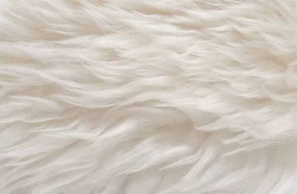 動物の白いウールのテクスチャ ベージュふわふわの毛皮の背景 軽い自然な髪 クローズアップ — ストック写真