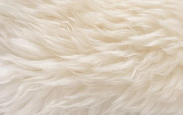 動物の白いウールのテクスチャ ベージュふわふわの毛皮の背景 軽い自然な髪 クローズアップ — ストック写真