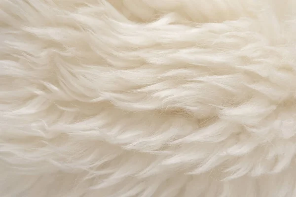Textura Lana Blanca Animal Fondo Piel Esponjosa Beige Pelo Natural — Foto de Stock