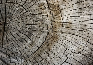 Kesik ağaç gövdesi çatlamış. Yıllık halka arkaplanı olan bir çapraz ağaç kesme, yakın plan