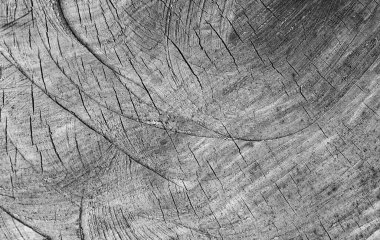 Kesik ağaç gövdesi çatlamış. Yıllık halka arkaplanlı çapraz ağaç kesimi, yakın plan. siyah beyaz fotoğraf