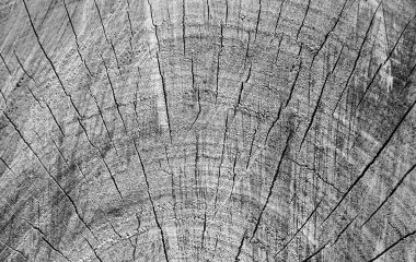 Kesik ağaç gövdesi çatlamış. Yıllık halka arkaplanlı çapraz ağaç kesimi, yakın plan. siyah beyaz fotoğraf