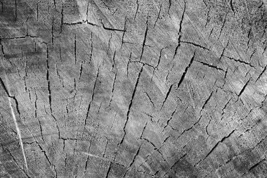 Kesik ağaç gövdesi çatlamış. Yıllık halka arkaplanlı çapraz ağaç kesimi, yakın plan. siyah beyaz fotoğraf