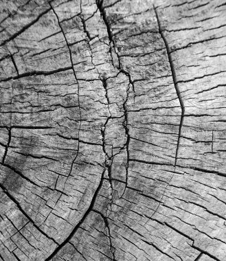 Kesik ağaç gövdesi çatlamış. Yıllık halka arkaplanlı çapraz ağaç kesimi, yakın plan. siyah beyaz fotoğraf