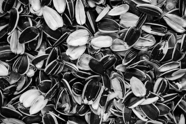 Ay çekirdeği kabuğu arka plan dokusu. Tohum israfı