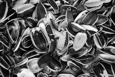 Ay çekirdeği kabuğu arka plan dokusu. Tohum israfı