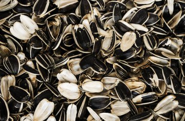 Ay çekirdeği kabuğu arka plan dokusu. Tohum israfı