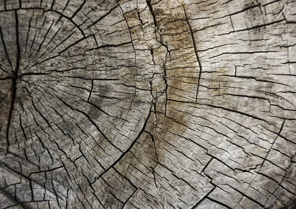 Kesik ağaç gövdesi çatlamış. Yıllık halka arkaplanı olan bir çapraz ağaç kesme, yakın plan